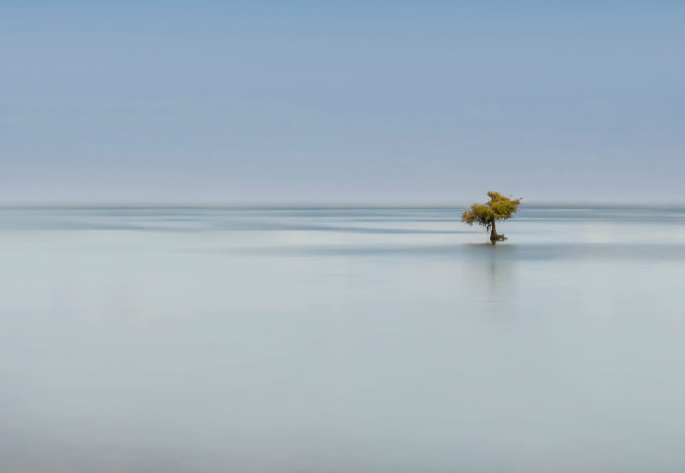 Blue Cypress