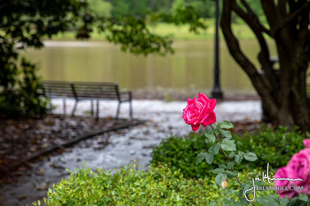 Furman University - 8396