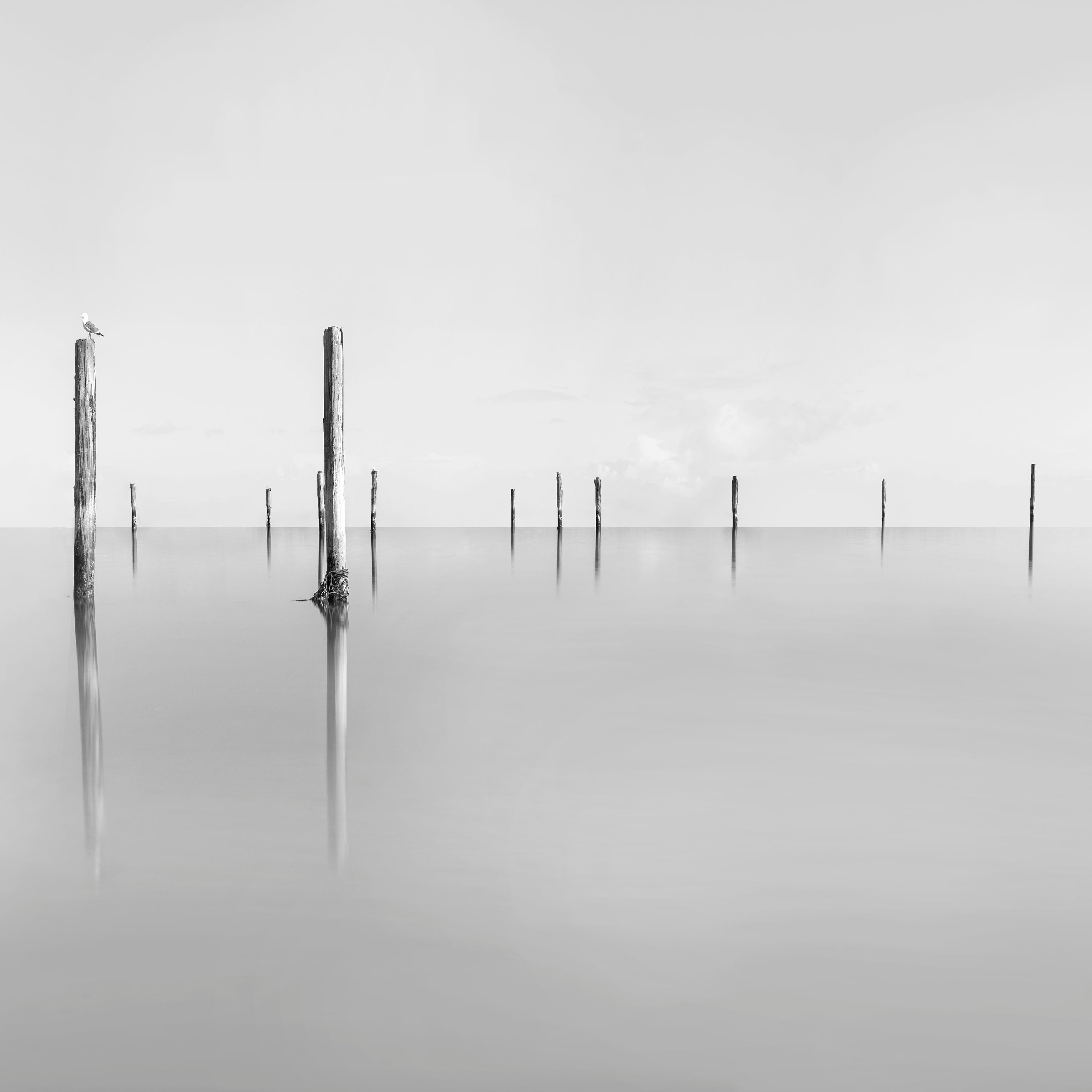 A black and white minimalism image of water groynes sticking out of the water
