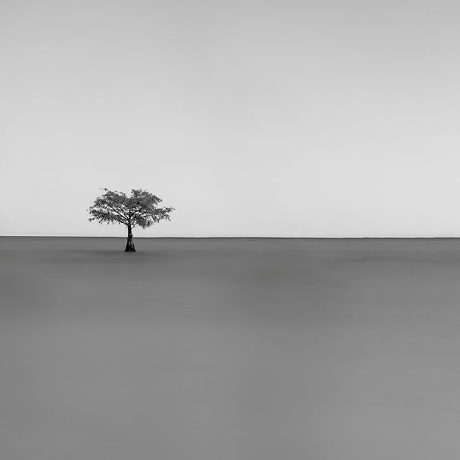 Moultrie Tree West