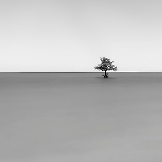 Moultrie Tree East